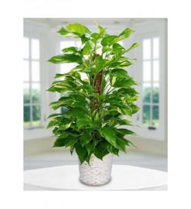 Epipremnum Aureum Pothos Sarmaşık Orta Boy